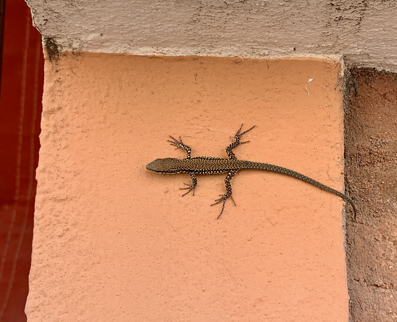 A local.