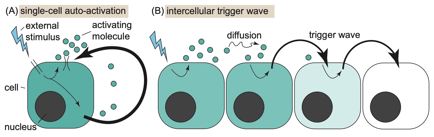 Trigger waves in cell signaling arise from positive feedback and diffusion of secreted molecules.
